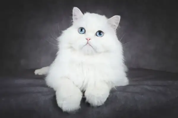 Piękny kot albinos z niebieskimi oczami, siedzący na ciemnym tle.