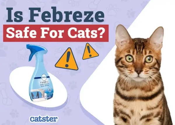 A Bengal cat looks concerned as a Febreze spray bottle is shown, questioning "Is Febreze safe for cats?". Two yellow warning signs are visible.