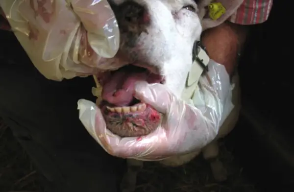 Un ovino con lesioni alla bocca e la lingua blu, esaminato da mani guantate.