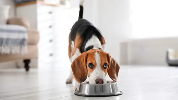 Uroczy beagle pochyla się nad miską. Czy szczeniak może jeść karmę dla dorosłych psów? To pytanie nurtuje wielu właścicieli.