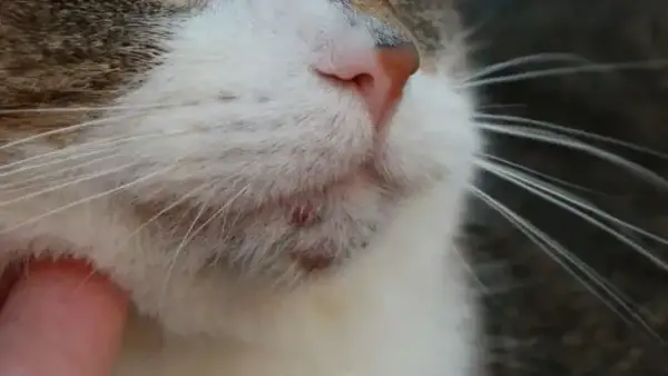 Primer plano del pelaje de gato enfermo, mostrando irritación y granitos en la zona de la barbilla.