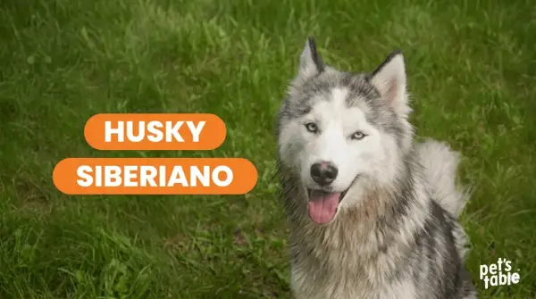 Un hermoso husky siberiano con ojos azules mira a la cámara, sentado en el césped verde.