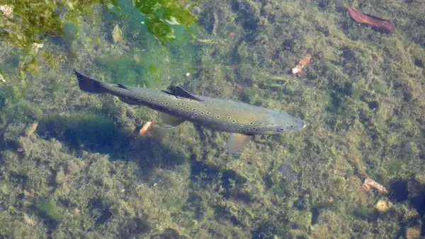 Eine Forelle schwimmt im klaren Wasser über einem mit Algen bedeckten Grund. Vielleicht bereitet sie sich darauf vor, warum springen Forellen – um Insekten zu fangen?