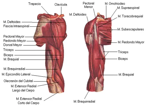 Músculos del brazo: Anatomía, ejercicios y prevención de lesiones