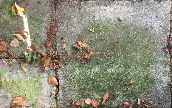 Gröna stenplattor med mossa och höstlöv. Ett husmorstips för att ta bort mossa kan vara att använda vinäger eller bikarbonat.