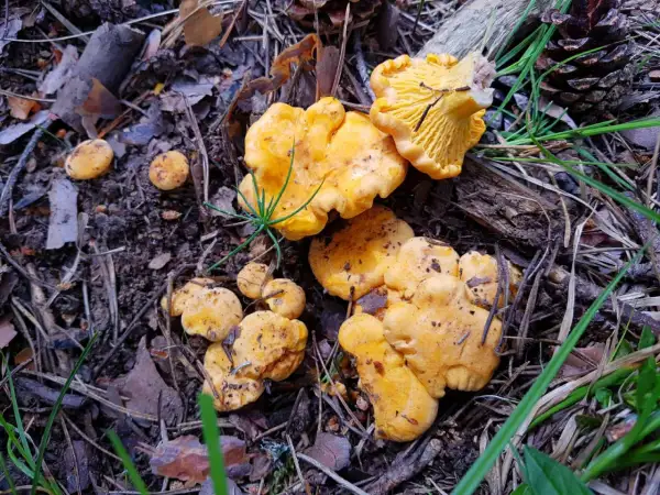 Cotos de setas amarillas en el suelo del bosque de Huesca, rodeados de hojas secas y agujas de pino.