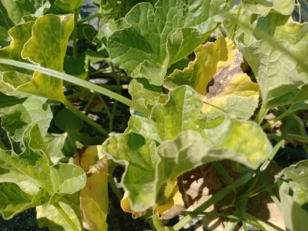 Foglie di pianta melone, alcune verdi e rigogliose, altre ingiallite e con macchie scure, segno di un'estate intensa.