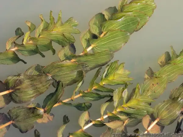Plantes aquatiques vertes, feuilles ovales et nervurées du Potamogeton perfoliatus flottant à la surface de l'eau claire.