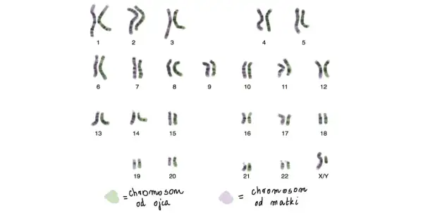 Kariotyp człowieka: 23 pary chromosomów, w tym 22 pary autosomów i 1 para chromosomów płci (X/Y).