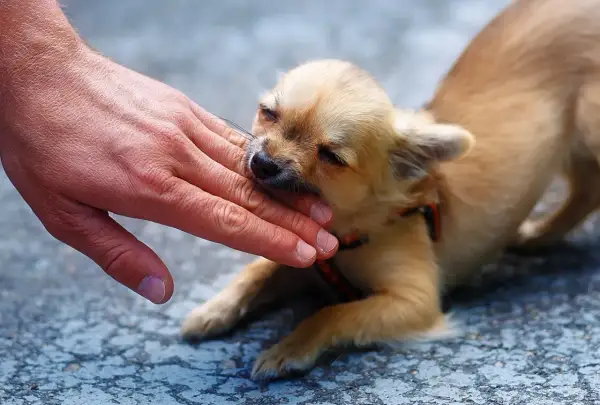 Mały, beżowy szczeniak chihuahua delikatnie gryzie dłoń. To jego sposób na poznawanie świata i nauka, dlaczego szczeniak gryzie.