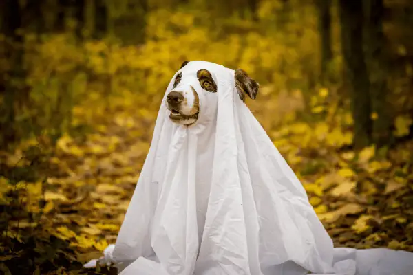 Un cane travestito da fantasma, con un lenzuolo bianco, sembra smarrito nel bosco autunnale. È come quando una persona ti cancella dalla sua vita, lasciandoti solo.