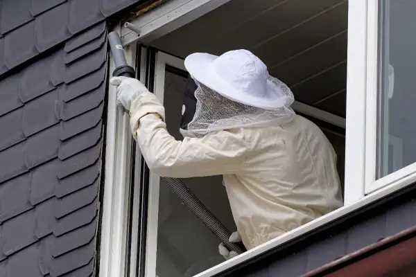Persona con traje de apicultor usa aspiradora para como quitar un avispero en casa, cerca de una ventana.