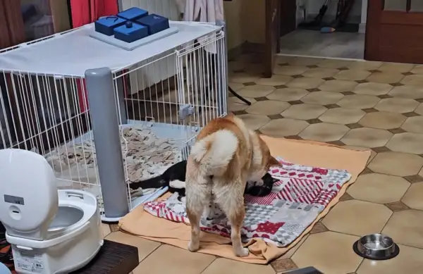 Un chien curieux renifle un chaton noir et blanc près d'une **cage métallique**.