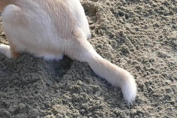 A light-colored dog's tail rests on the sand, showing a slight bend that could indicate a dog tail injury.