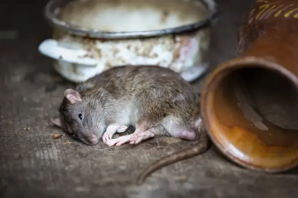 Un rongeur, peut-être un rat, gît seul sur un sol en bois, près d'une vieille marmite et d'une jarre en terre cuite. L'isolation de son habitat semble compromise.