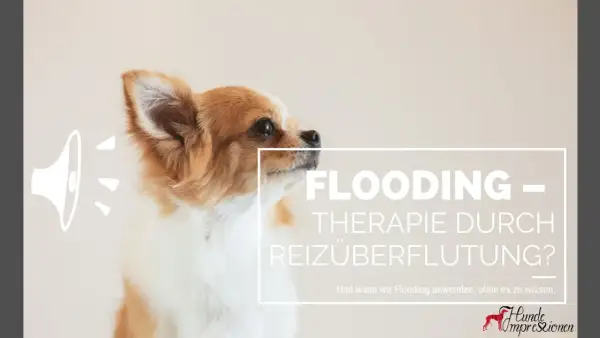 Ein süßer Hund blickt nachdenklich. Der Text thematisiert "Flooding – Therapie durch Reizüberflutung?" und fragt, wann wir diese Methode bei einem Hund anwenden.