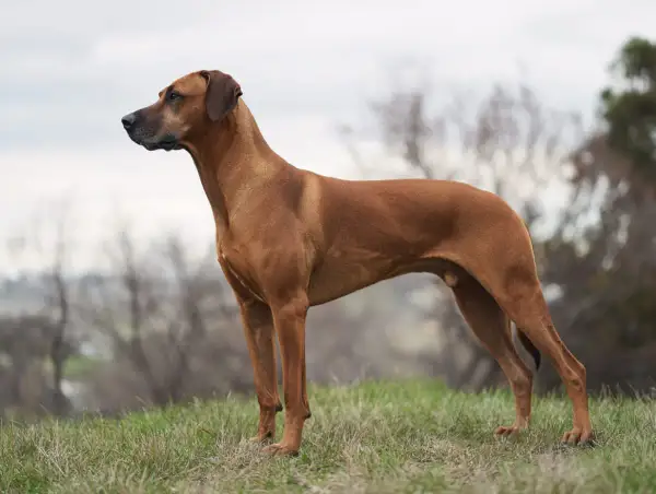 En ståtlig Rhodesian Ridgeback står på en grön äng. Kanske redo för avmaskning hund Norge, eller bara njuter av naturen.