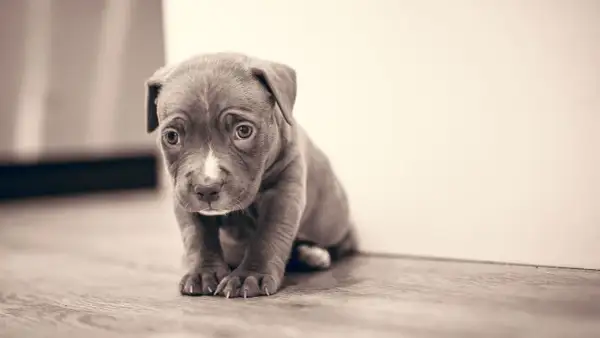 Un tierno cachorro de pitbull, con ojos tristes, sentado en el suelo. Es difícil ignorar al cachorro cuando llora.