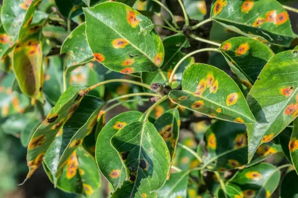 Grüne Blätter eines Birnbaums zeigen orange-braune Flecken, ein deutliches Zeichen für Birnbaumkrankheiten.