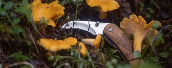 En svamp guide med en kniv bland kantareller i skogen.