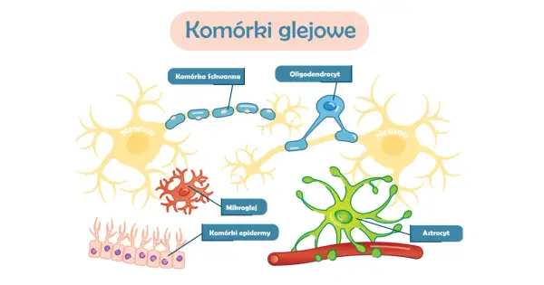 Ilustracja komórek glejowych: neuronów, komórek Schwanna, oligodendrocytów, mikrogleju, komórek epidermy i astrocytów. Czy glejak jest dziedziczny?