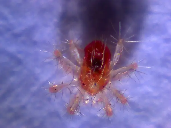 Nahaufnahme einer winzigen roten Spinne mit vielen feinen Härchen auf ihren Beinen.