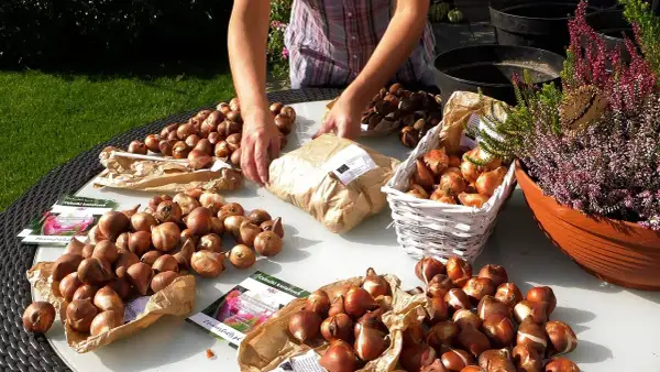 Kiedy sadzić tulipany, aby uniknąć rozczarowania na Wielkanoc?