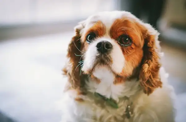 Uroczy king charles spaniel a cavalier o brązowo-białym futrze patrzy z nadzieją.
