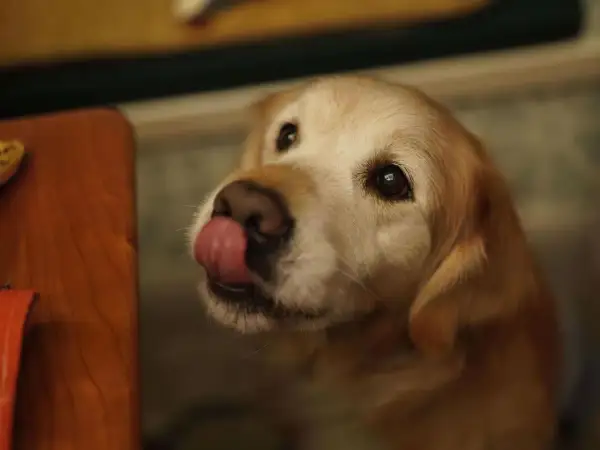Ein süßer Welpe leckt sich die Lippen, vielleicht träumt er von einer leckeren Banane.