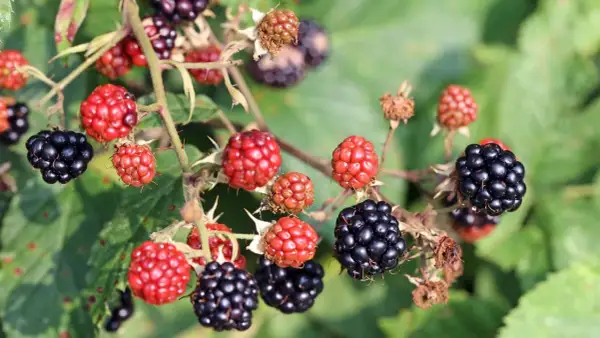 Reife und unreife Brombeeren hängen an einem Dornenstrauch. Bald können die ersten Brombeeren gepflückt werden.