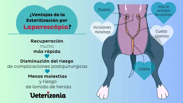 Ilustración de la esterilización laparoscópica de una perra, mostrando la extirpación de ovarios y útero. Beneficios: recuperación rápida, menos riesgos.