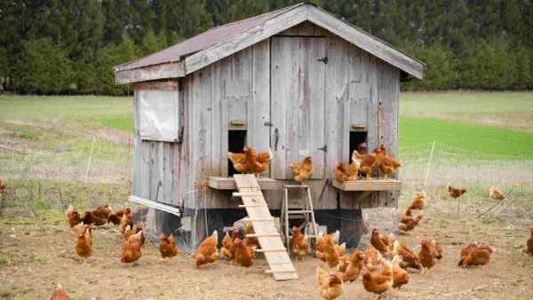 Un grupo de gallinas corretean alrededor de una casa de madera rústica, algunas suben por una rampa.