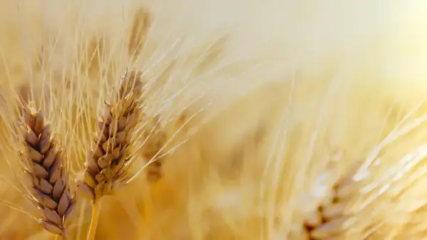 Złociste kłosy pszenicy zwyczajnej (Triticum vulgare) na tle słonecznego pola.