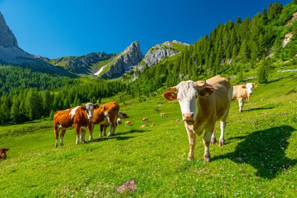 Kühe grasen auf einer blühenden Alm vor majestätischen **Dolomiten Berge**n.