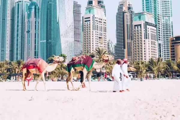Dwa wielbłądy na plaży w Dubaju, z palmami i drapaczami chmur w tle. Zastanawiasz się, ile trwa lot do Dubaju?