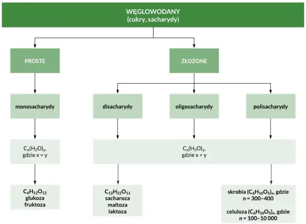 Schemat podziału węglowodanów: proste (monosacharydy, np. glukoza) i złożone. Cukry proste to podstawowe cegiełki.
