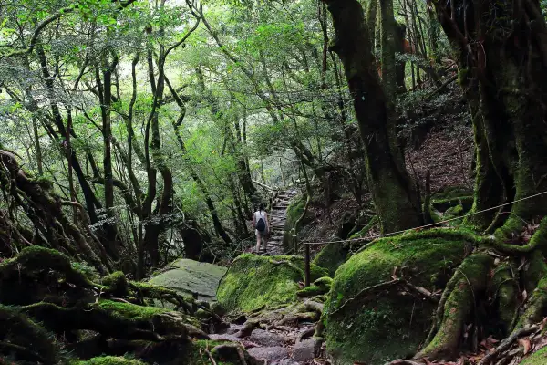 Sendero musgoso en el bosque de Yakushima, donde se dice que se encuentra el Jomon Sugi. Una persona camina por un sendero de piedra y madera.