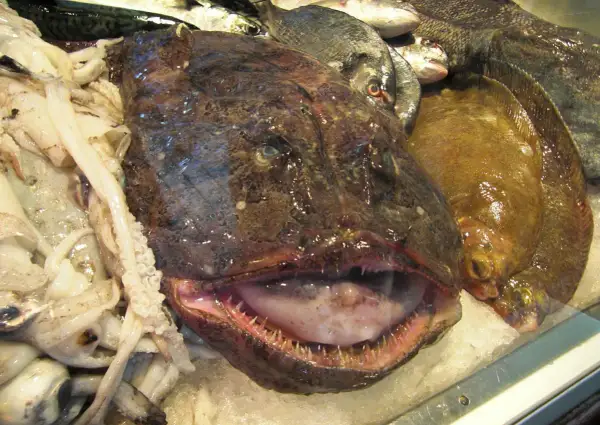 Une tête de lotte aux dents pointues, entourée de calamars et de poissons plats sur de la glace.