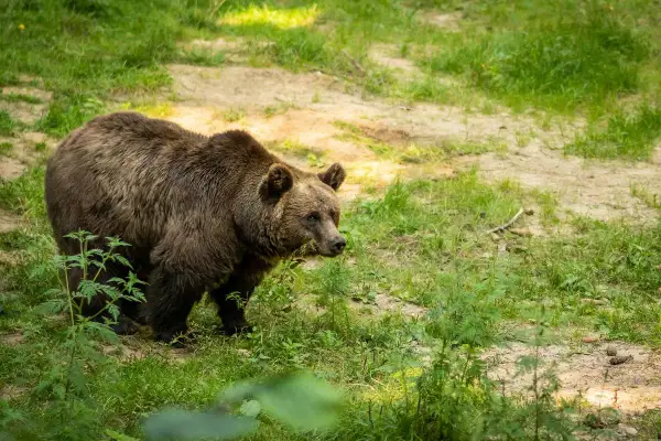 Brązowy niedźwiedź w polskim lesie, szukający pożywienia wśród zieleni.