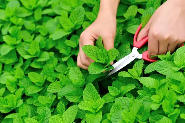 Hände ernten mit einer Schere frische Minze aus einem üppigen grünen Beet.