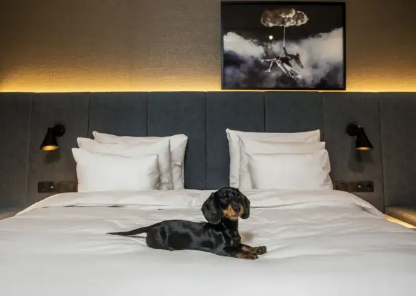 En tax njuter av att bo på hotell med hund. En mysig hotellsäng med en konstnärlig tavla ovanför.