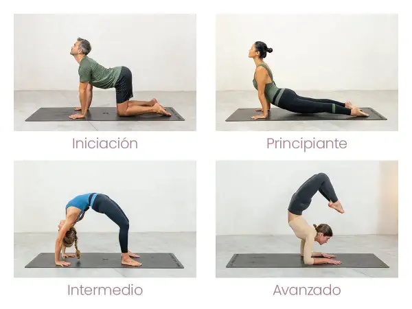 Secuencia de hatha vinyasa yoga: iniciación (postura del gato), principiante (cobra), intermedio (puente) y avanzado (escopión sobre antebrazos).