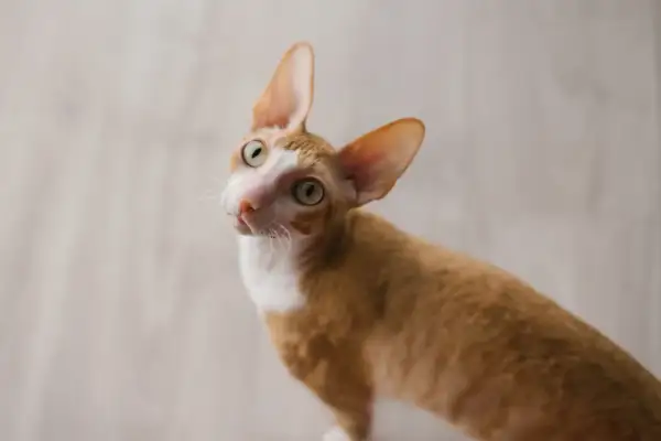 Rudy kot rasy Cornish Rex z dużymi uszami i zielonymi oczami, ciekawy świata. Sprawdź, jaka jest jego cornish rex cena.