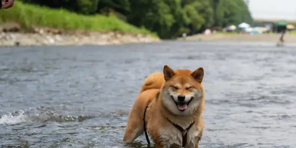 Szczęśliwy pies rasy Shiba Inu pluska się w rzece, ciesząc się wakacjami na Mazurach z psem.