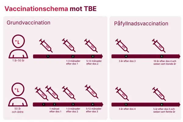 Schema för TBE-vaccination, grundvaccination och påfyllnad. Biverkningar tbe vaccin barn är inte specificerade, men schemat visar doser för barn från 1 år.