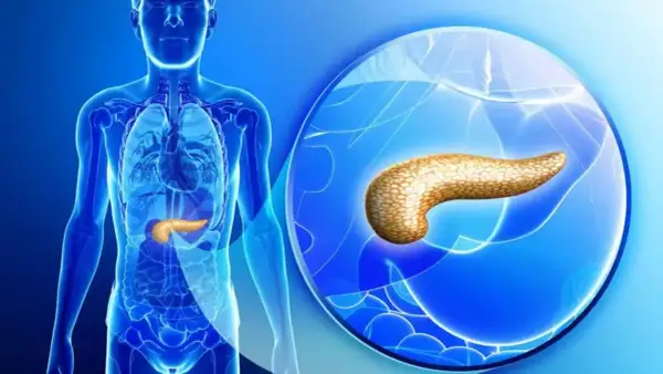 Anatomia człowieka z widoczną trzustką. Powiększony obraz trzustki, kluczowy dla oceny rokowań w przypadku nowotworu neuroendokrynnego.