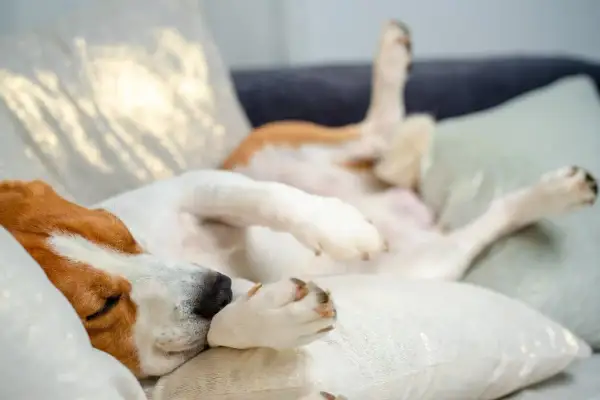Un perro beagle duerme boca arriba en un sofá, con las patas en el aire. A veces mi perro tiene espasmos cuando duerme, pero parece muy cómodo.
