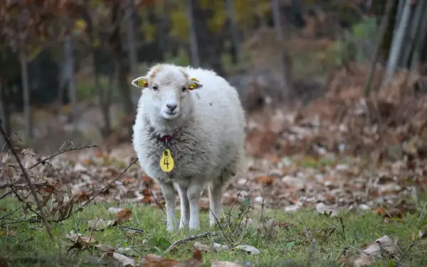 Pecora bianca con targhetta gialla numero 4, in un bosco autunnale. Il suo valore è inestimabile per il pascolo e la lana.