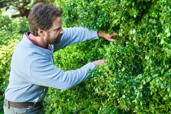 Hombre con barba trabajando en un jardín, podando setos muy altos con sus manos.