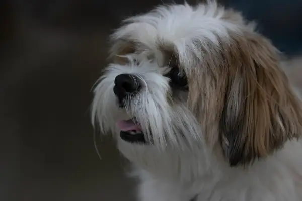 Uroczy piesek Shih Tzu z wywieszonym języczkiem. Zastanawiasz się, czy pies może jeść miód?